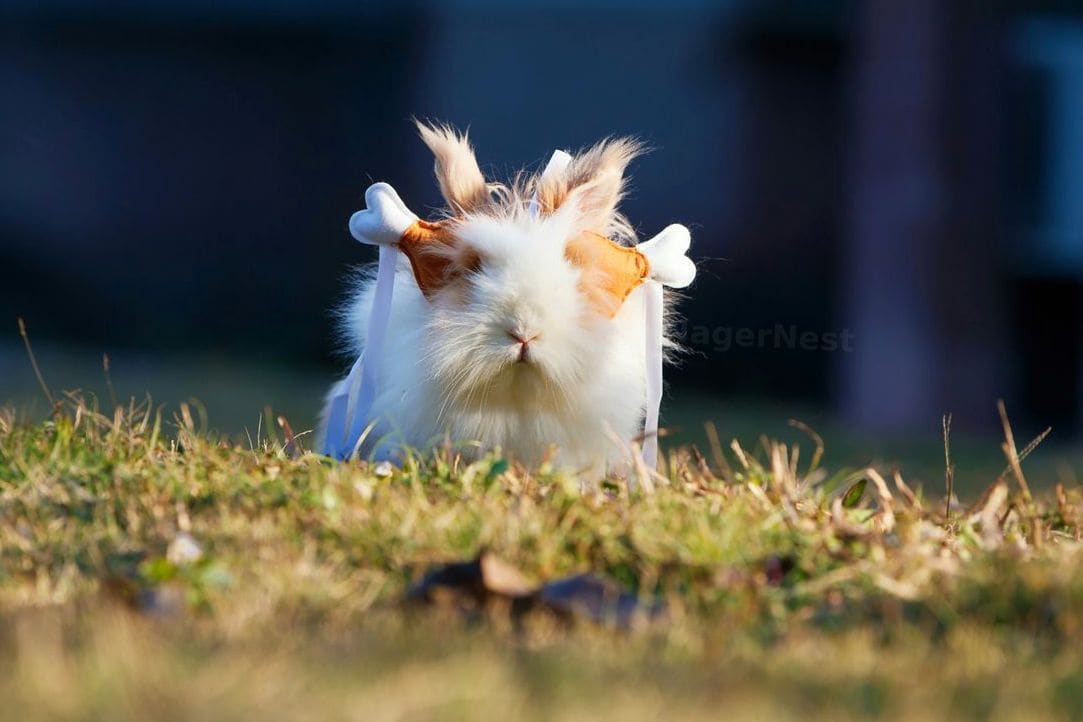 So richtest du das perfekte Hamstergehege ein