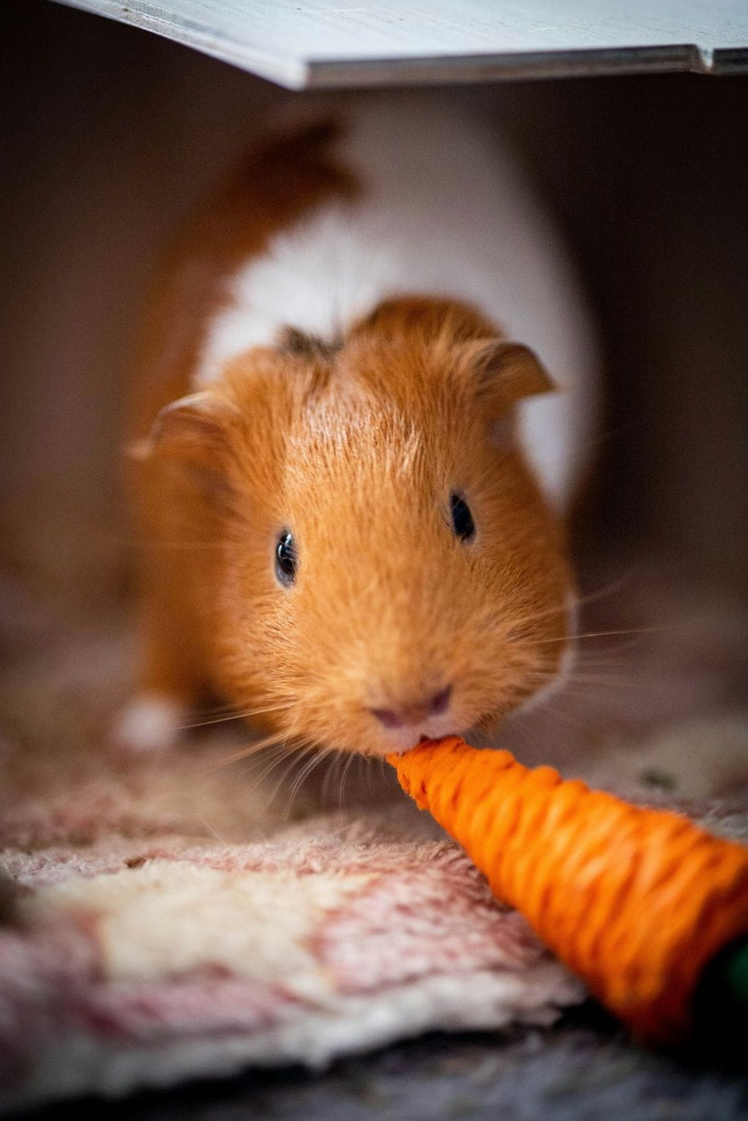 Beratung zur artgerechten Hamsterhaltung